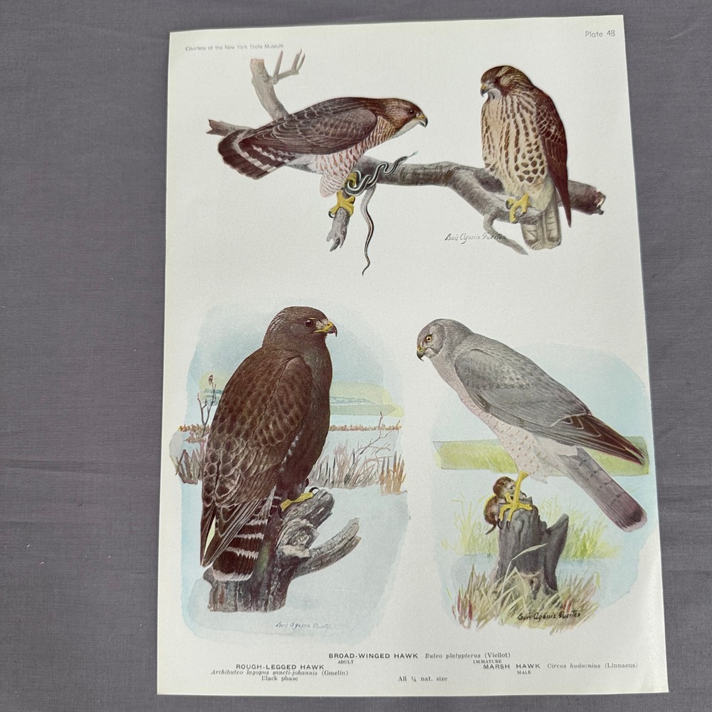 1936 Louis A Fuertes Hawks Bird Print Plate 48 Vintage Raptor Wall Art Wildlife